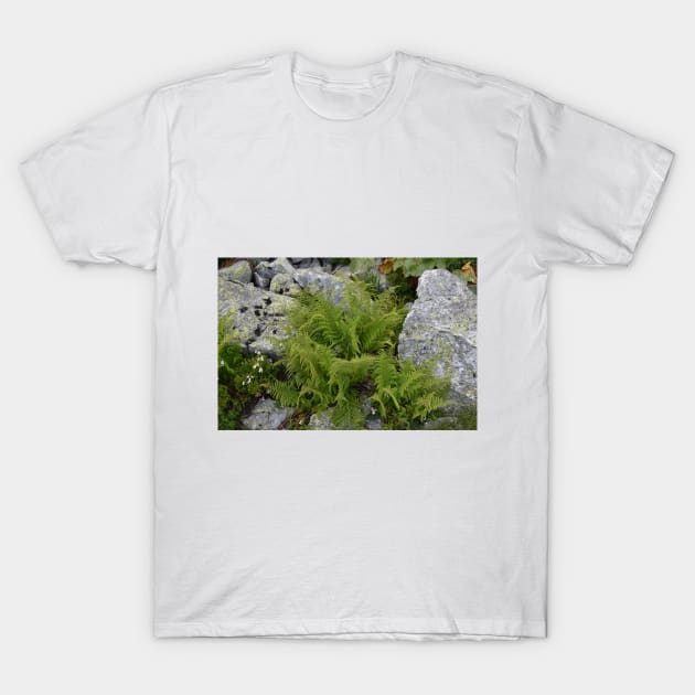 Fern in Rila mountain T-Shirt by Sidni